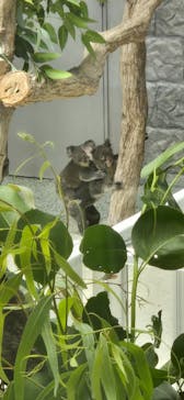 淡路ファームパーク イングランドの丘に投稿された画像（2024/8/24）