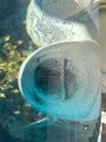 京都水族館に投稿された画像（2024/8/24）