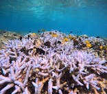 西表島 ADVENTURE PiPi（アドベンチャーピピ）に投稿された画像（2024/8/24）