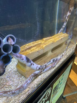 浜名湖体験学習施設ウォットに投稿された画像（2024/8/24）