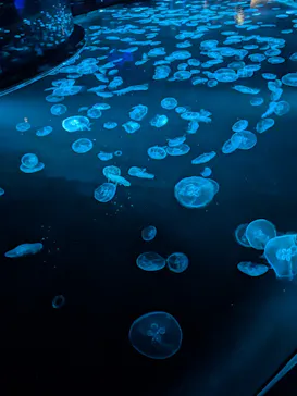 すみだ水族館に投稿された画像（2024/8/24）