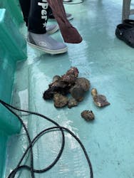 Entrada賢島に投稿された画像（2024/8/24）