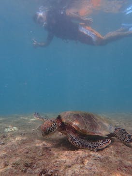 nico 宮古島に投稿された画像（2024/8/24）