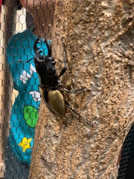 JOYPOLIS 特別イベントスペースに投稿された画像（2024/8/24）