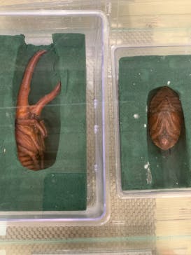 JOYPOLIS 特別イベントスペースに投稿された画像（2024/8/24）