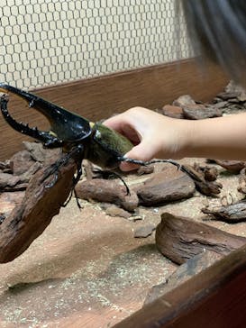 JOYPOLIS 特別イベントスペースに投稿された画像（2024/8/24）