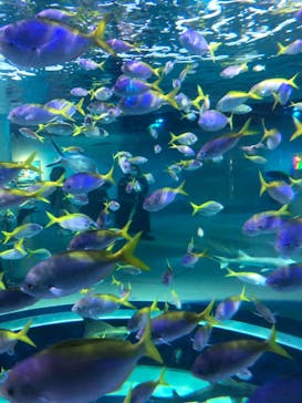 AQUARIUM × ART　atoaに投稿された画像（2024/8/24）