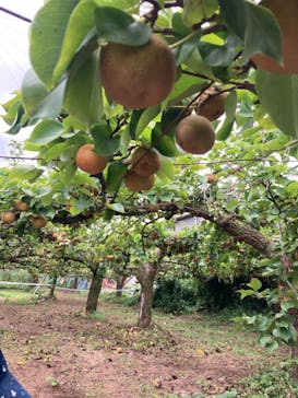 矢口果樹園に投稿された画像（2024/8/24）