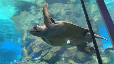 名古屋港水族館に投稿された画像（2024/8/24）