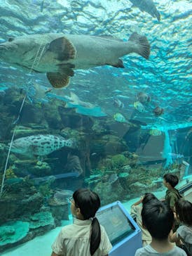 名古屋港水族館に投稿された画像（2024/8/24）
