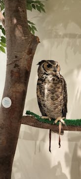 Moff animal cafe イオンモール新利府店に投稿された画像（2024/8/24）