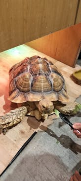 Moff animal cafe イオンモール新利府店に投稿された画像（2024/8/24）