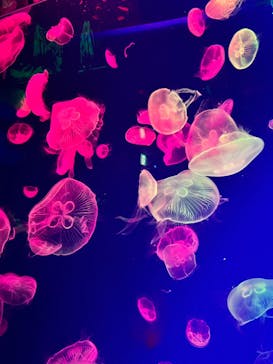 名古屋港水族館に投稿された画像（2024/8/24）