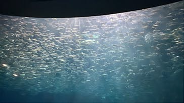 名古屋港水族館に投稿された画像（2024/8/24）