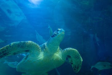 しながわ水族館に投稿された画像（2024/8/24）