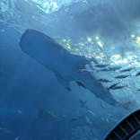 沖縄美ら海水族館に投稿された画像（2024/8/24）