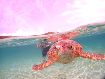 初心者専門宮古島シュノーケリングツアーに投稿された画像（2024/8/24）