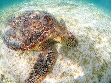 初心者専門宮古島シュノーケリングツアーに投稿された画像（2024/8/24）