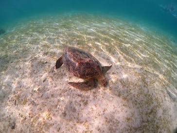 初心者専門宮古島シュノーケリングツアーに投稿された画像（2024/8/24）