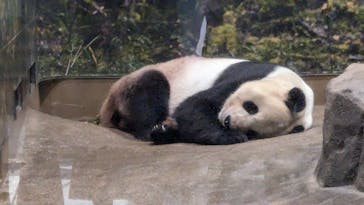 恩賜上野動物園に投稿された画像（2024/8/24）