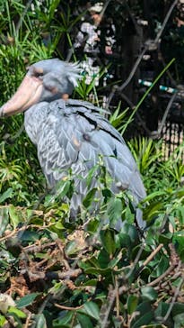 恩賜上野動物園に投稿された画像（2024/8/24）