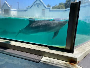 しながわ水族館に投稿された画像（2024/8/24）