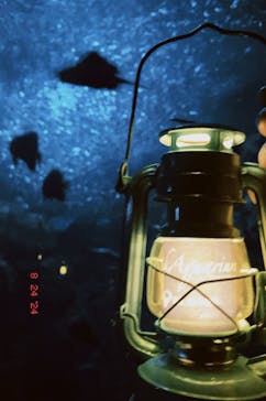 新江ノ島水族館に投稿された画像（2024/8/24）