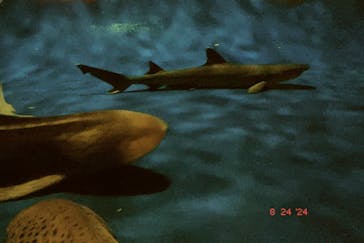 新江ノ島水族館に投稿された画像（2024/8/24）