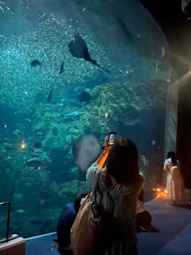 新江ノ島水族館に投稿された画像（2024/8/24）