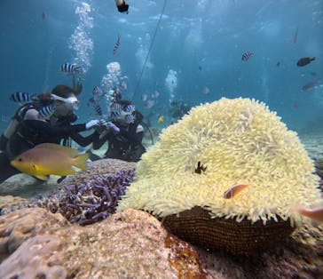 青の洞窟専門店　沖縄ダイビングショップ和に投稿された画像（2024/8/24）