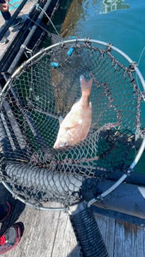 海上釣り 堀太公望に投稿された画像（2024/8/24）