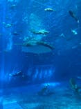沖縄美ら海水族館に投稿された画像（2024/8/24）