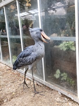 神戸どうぶつ王国に投稿された画像（2024/8/24）