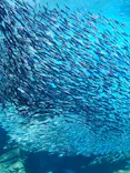 仙台うみの杜水族館に投稿された画像（2024/8/25）