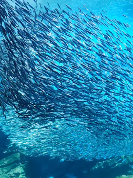 仙台うみの杜水族館に投稿された画像（2024/8/24）