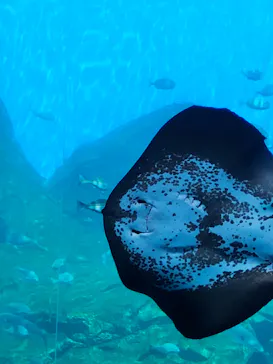 仙台うみの杜水族館に投稿された画像（2024/8/24）