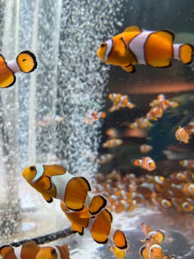 鴨川シーワールドに投稿された画像（2024/8/24）