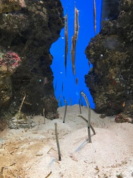 鴨川シーワールドに投稿された画像（2024/8/24）