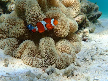 nico 宮古島に投稿された画像（2024/8/24）