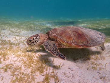 nico 宮古島に投稿された画像（2024/8/24）