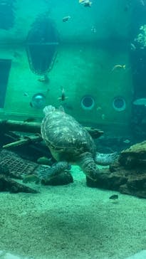 箱根園水族館に投稿された画像（2024/8/24）