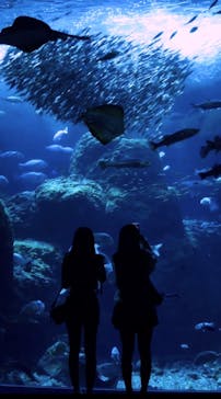 新江ノ島水族館に投稿された画像（2024/8/25）