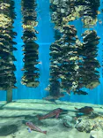 仙台うみの杜水族館に投稿された画像（2024/8/25）