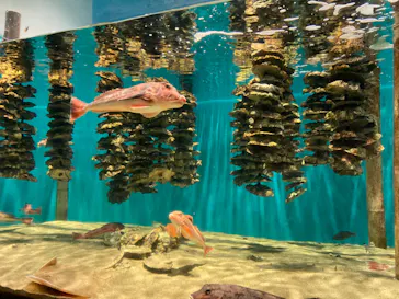 仙台うみの杜水族館に投稿された画像（2024/8/25）