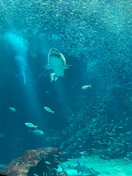 マリンワールド海の中道に投稿された画像（2024/8/25）