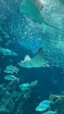 マリンワールド海の中道に投稿された画像（2024/8/25）