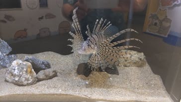 しながわ水族館に投稿された画像（2024/8/22）