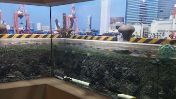 しながわ水族館に投稿された画像（2024/8/22）