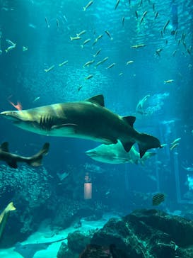 マリンワールド海の中道に投稿された画像（2024/8/25）