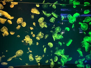 名古屋港水族館に投稿された画像（2024/8/25）